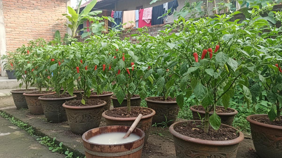  Tanaman cabai yang tumbuh sehat di pot setelah disiram secara berkala dengan air cucian beras sebagai nutrisi tambahan di kebun rumah.