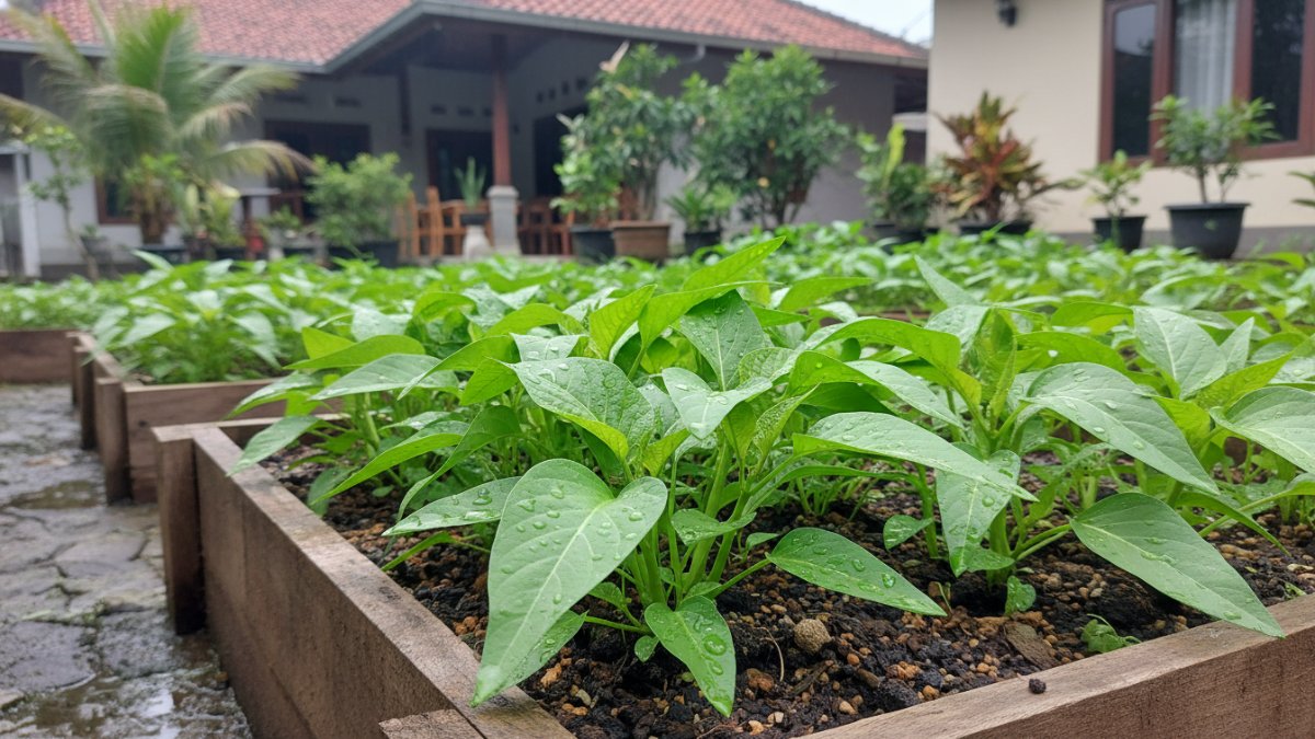 Tanaman kangkung hijau tumbuh subur di bedengan kebun rumah setelah hujan, daun terlihat segar dan siap dipanen sebagai sayuran cepat panen di pekarangan.