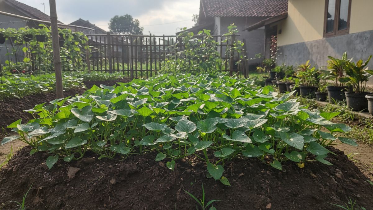 Tanaman kangkung tumbuh di tanah lembap di area kebun terbuka dengan sinar matahari pagi, memperlihatkan kondisi lingkungan yang membantu tanaman tetap subur saat musim hujan.