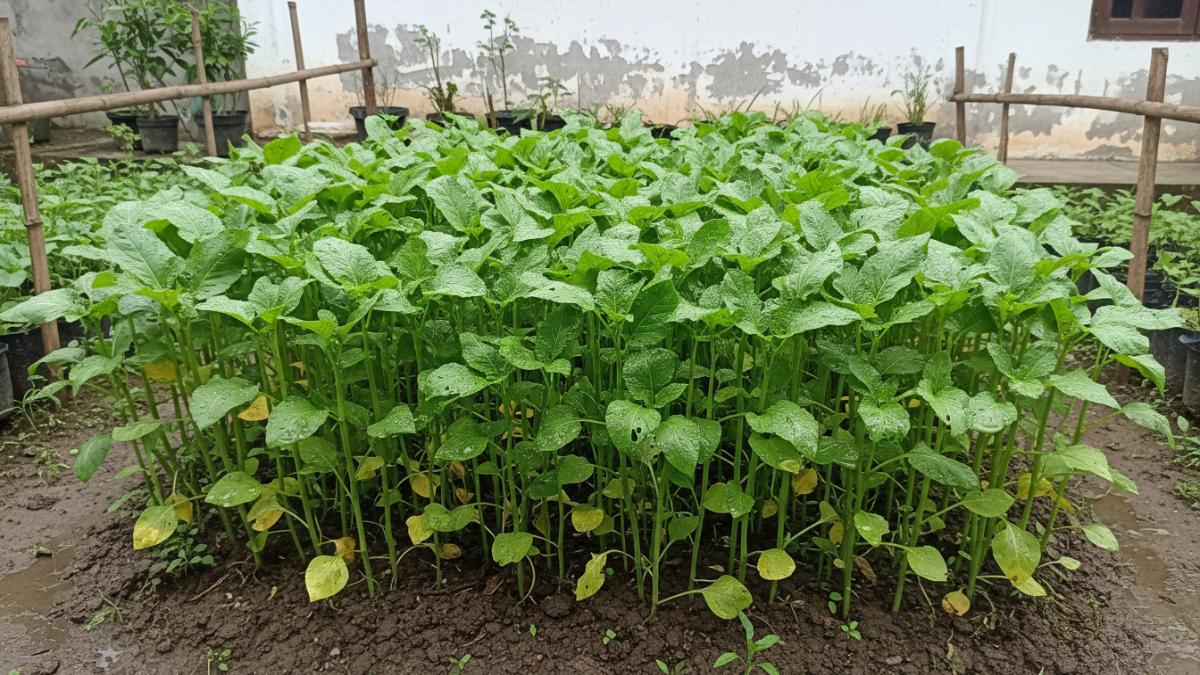 Contoh tanaman kangkung yang ditanam terlalu rapat sehingga batangnya tipis dan daunnya saling menutupi, menggambarkan kesalahan jarak tanam yang sering terjadi di kebun rumah.