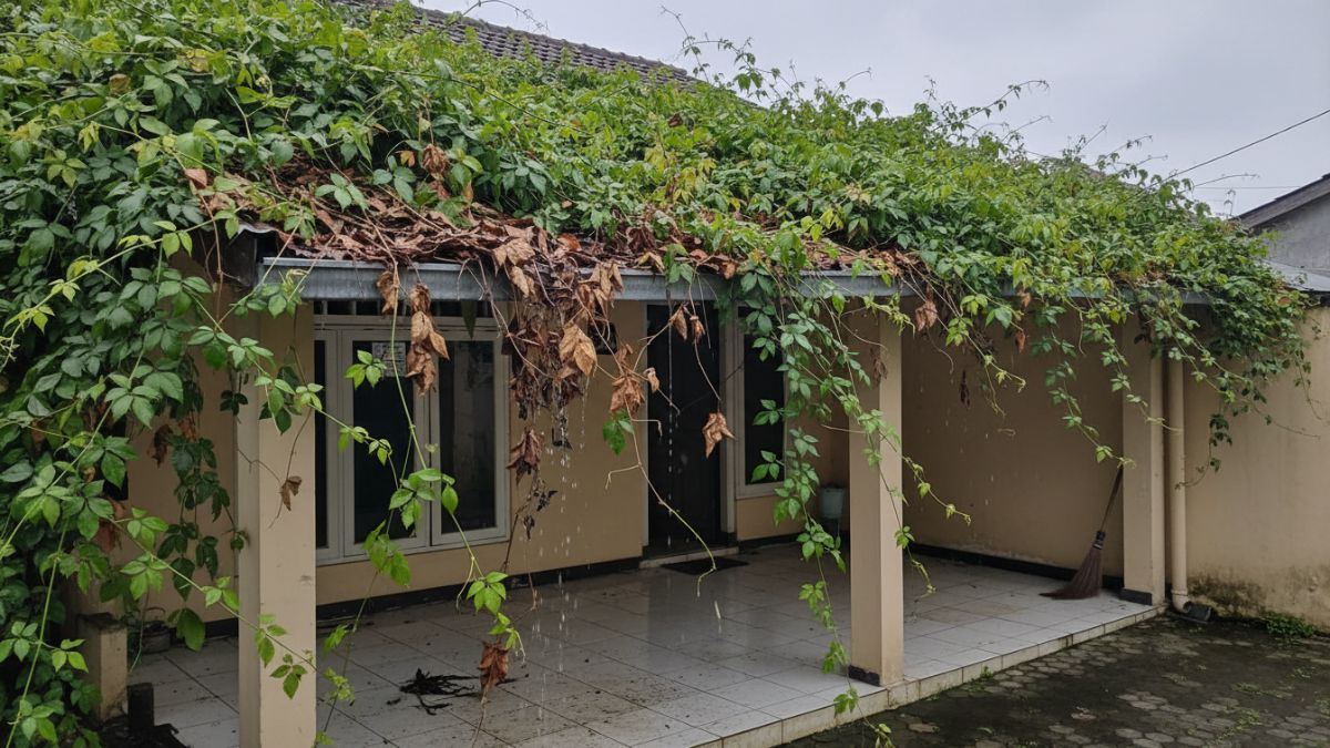  Kanopi teras rumah dengan daun rambat yang menumpuk di saluran air hujan, menunjukkan contoh masalah perawatan yang sering terjadi pada kanopi tanaman.