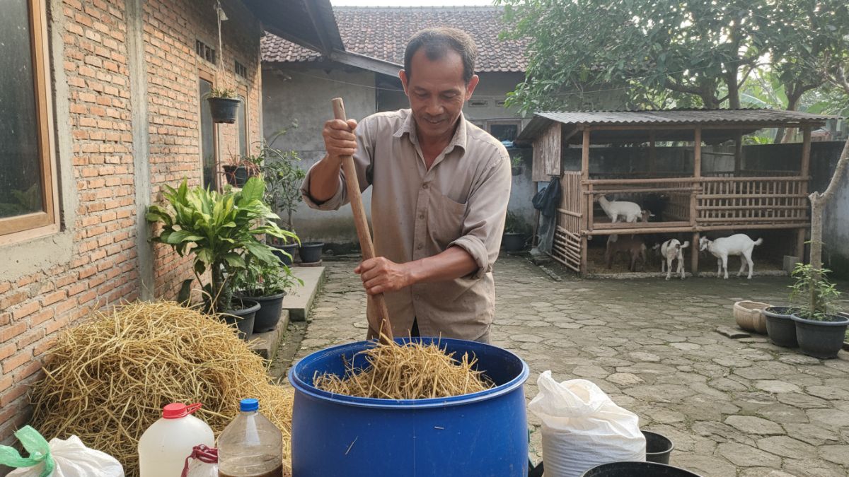Peternak mencampur jerami padi, dedak, dan larutan starter mikroba dalam drum plastik untuk membuat pakan kambing fermentasi, metode pengolahan pakan sederhana yang mulai banyak digunakan peternak rum