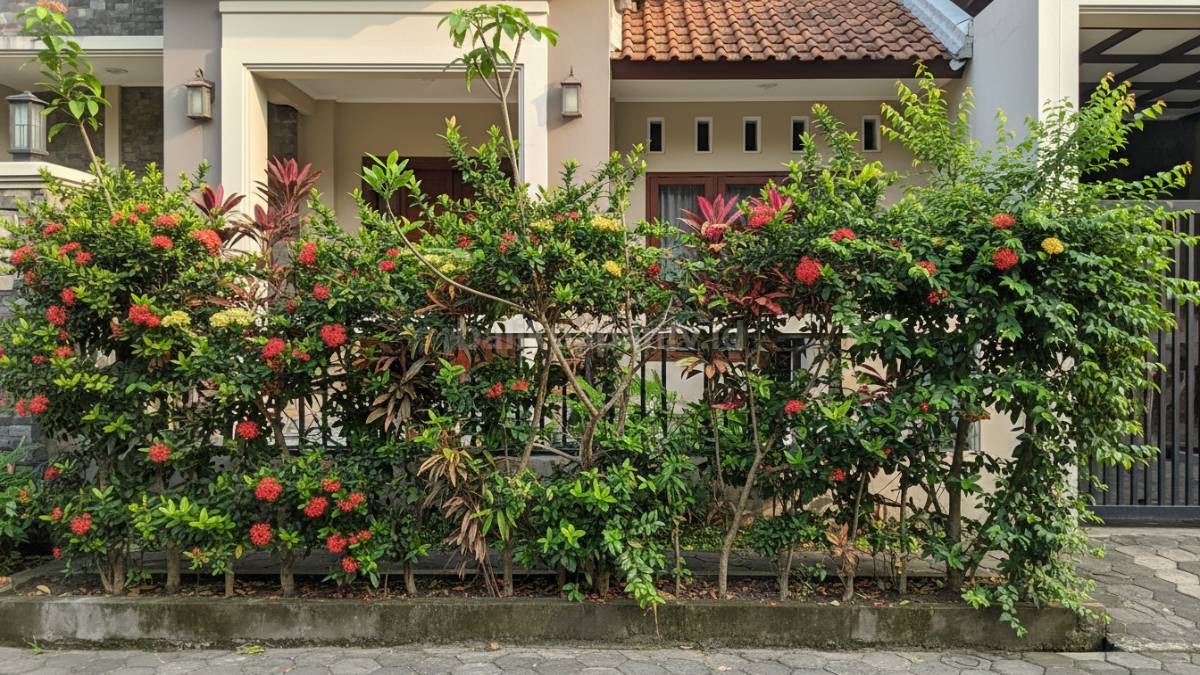  Contoh tanaman pagar tumbuh tidak rapi, ada yang terlalu tinggi dan jaraknya tidak teratur, menunjukkan kesalahan perencanaan awal