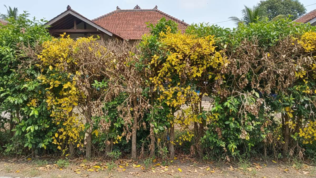 Tanaman pagar yang rusak akibat hama dan kurang perawatan, daun menguning dan terlihat tidak sehat