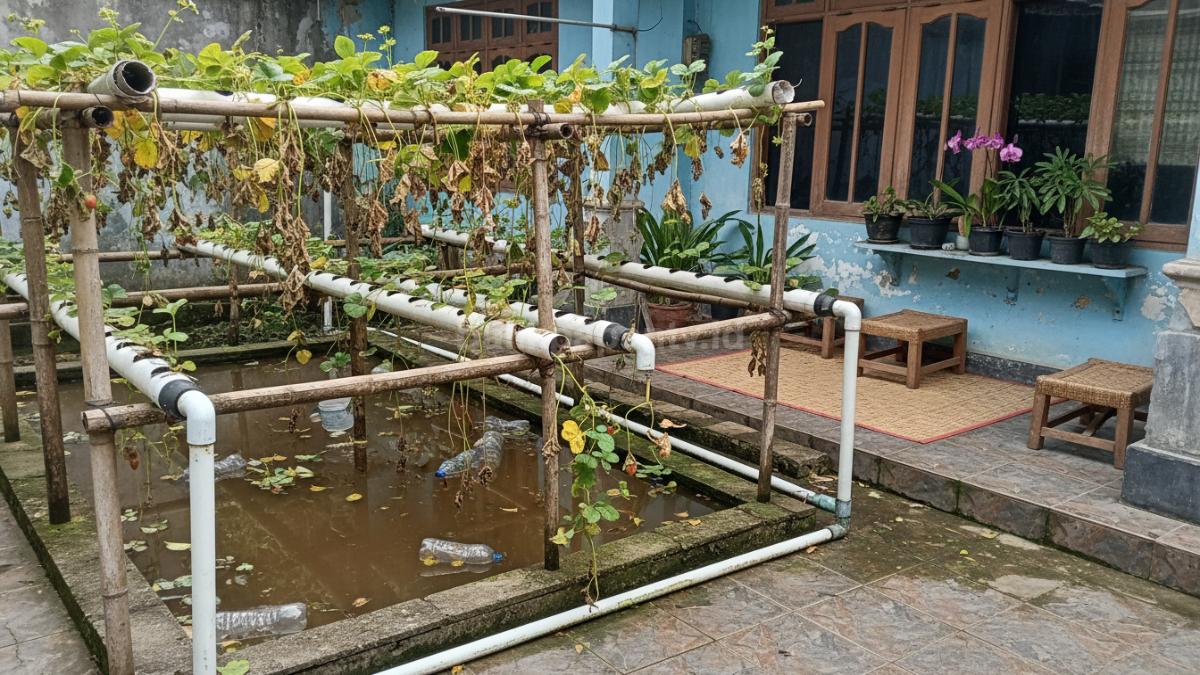 Tanaman hidroponik terlihat layu dengan air keruh di wadah, menandakan nutrisi tidak terjaga