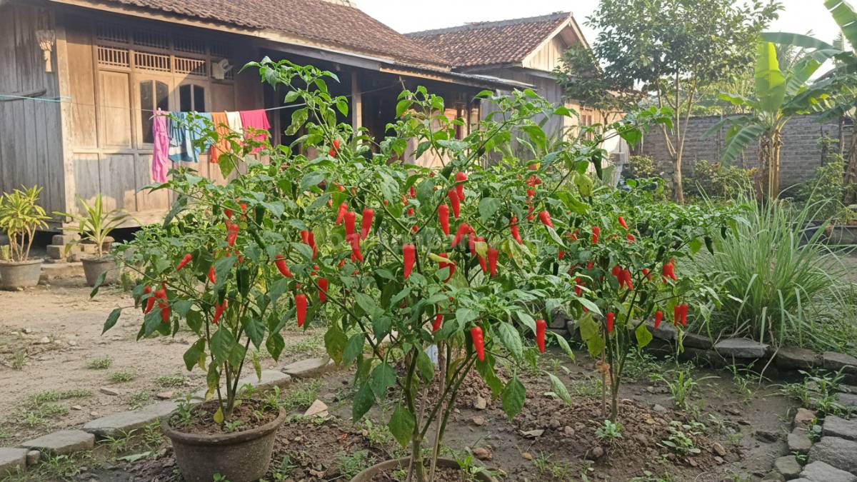 Tanaman cabai di halaman rumah kampung dengan buah merah segar