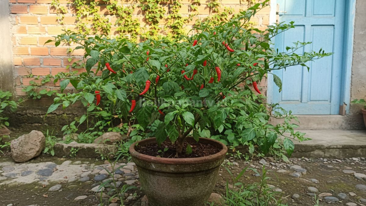 Tanaman cabai tumbuh subur di halaman rumah kampung dengan pot sederhana