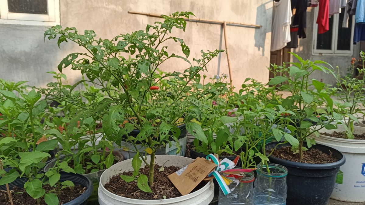 Daun tanaman berlubang akibat hama kecil dengan visual detail kondisi tanaman yang kurang terawat
