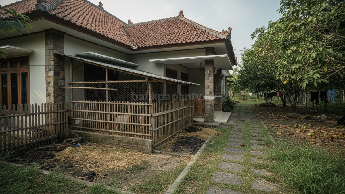 Ilustrasi kesalahan tata letak rumah, kandang terlalu dekat dengan rumah dan kebun yang tidak terawat