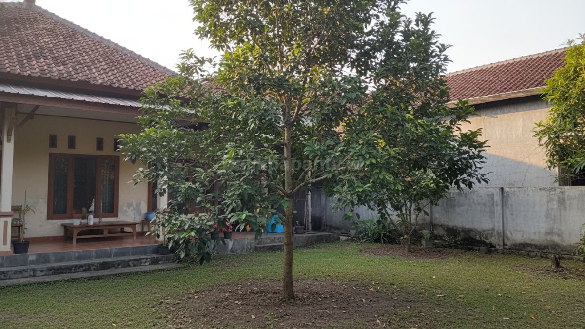 Pohon buah yang tumbuh tinggi dengan daun rimbun tapi tanpa buah, menunjukkan dampak kurang cahaya dan pemupukan tidak seimbang