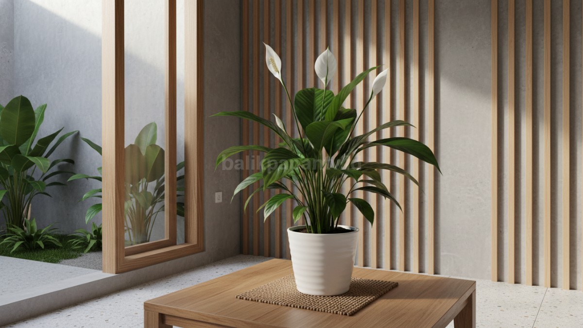  Peace lily