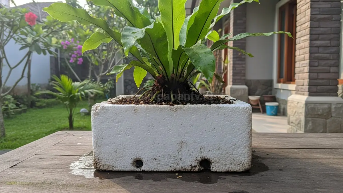Bagian bawah sterofoam terlihat sudah dilubangi dengan beberapa lubang kecil sebagai saluran air