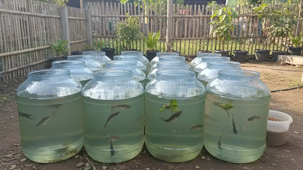 Galon air mineral bekas yang sudah dipotong bagian atas dan dibersihkan sebagai wadah budidaya lele.
