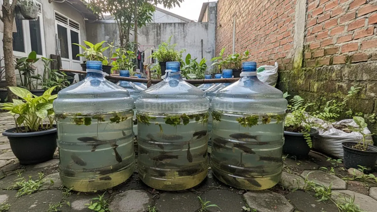 Galon bekas disulap jadi kolam lele mini di halaman rumah, cocok untuk area terbatas di perkotaan.