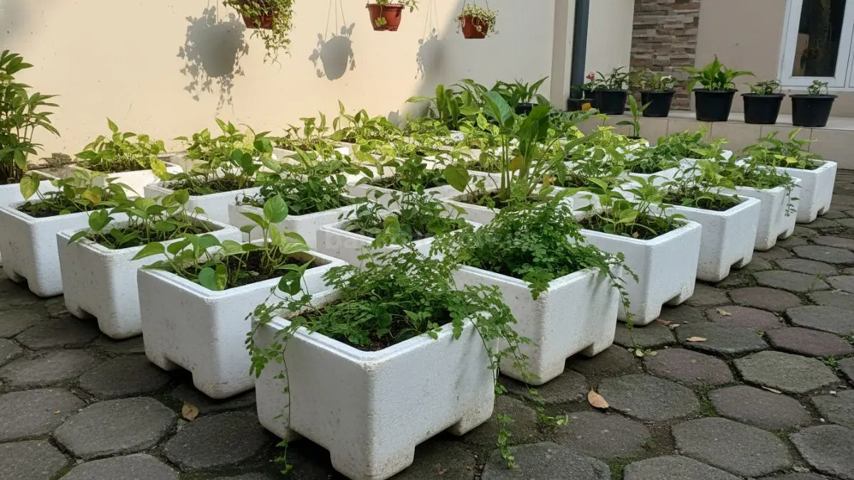 Pot tanaman dari sterofoam bekas berwarna putih tersusun rapi di halaman rumah dengan tanaman hijau tumbuh subur