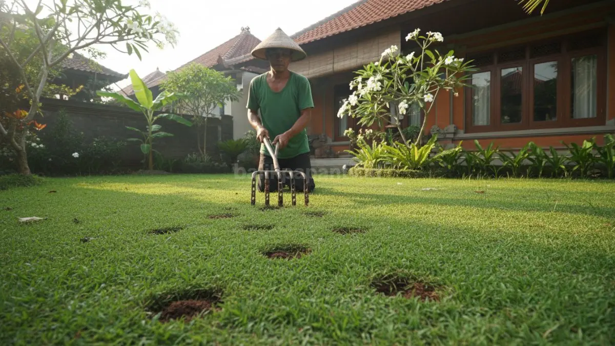 Proses Aerasi Tanah Rumput Jepang
