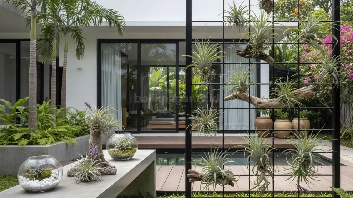 Tillandsia stricta menggantung di dekat jendela rumah dengan pencahayaan alami, tampil minimalis dan estetik