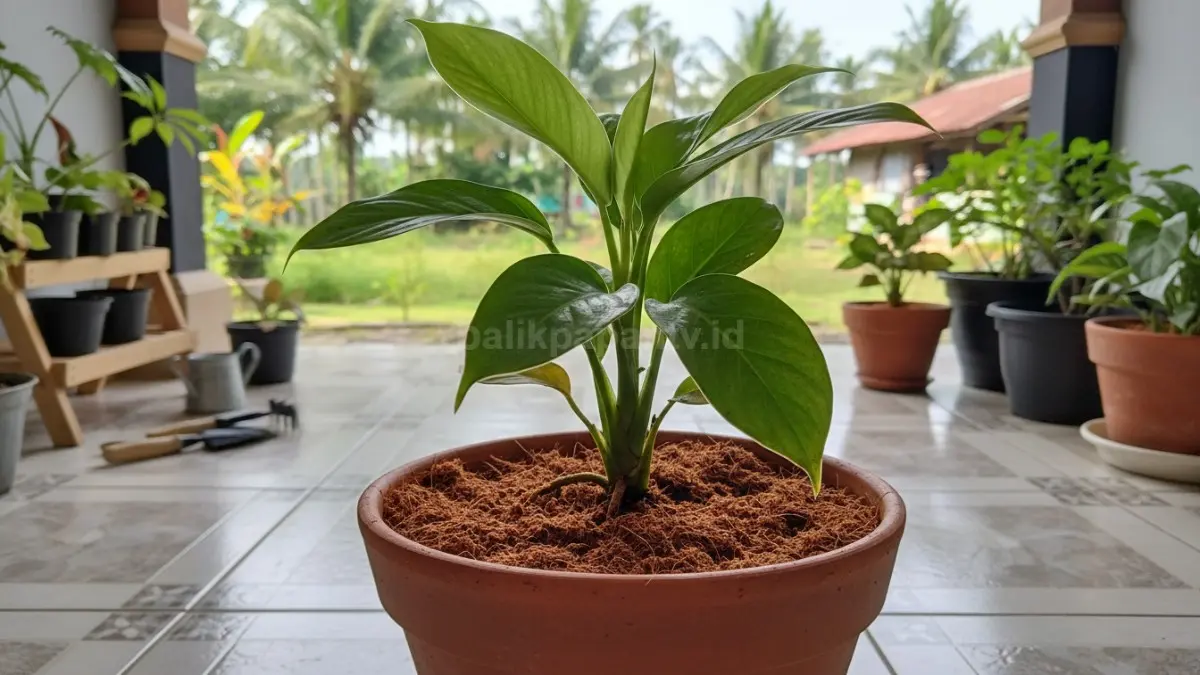 Cocopeat berwarna cokelat halus di dalam pot kecil dengan tanaman hias daun hijau