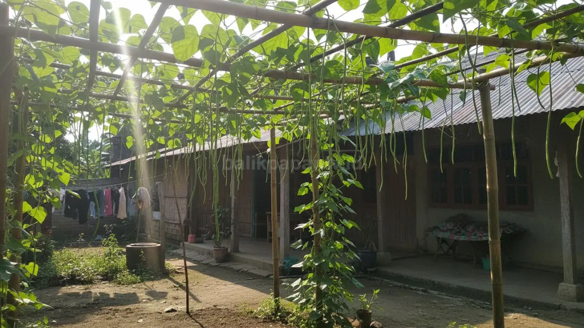 Halaman rumah kecil dengan tanaman kacang panjang merambat ke atas, terlihat sinar matahari masuk dan daun tidak saling menumpuk