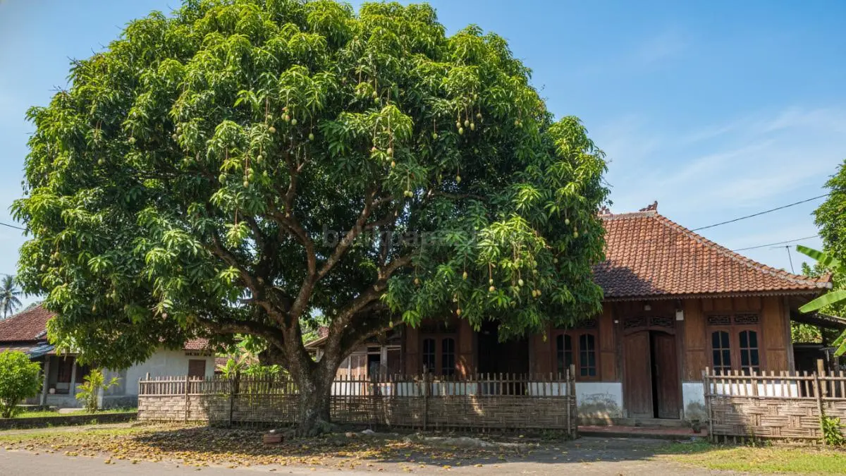 Ilustrasi pohon mangga rindang di samping rumah, daun lebat memberikan keteduhan sekaligus terlihat buah menggantung.
