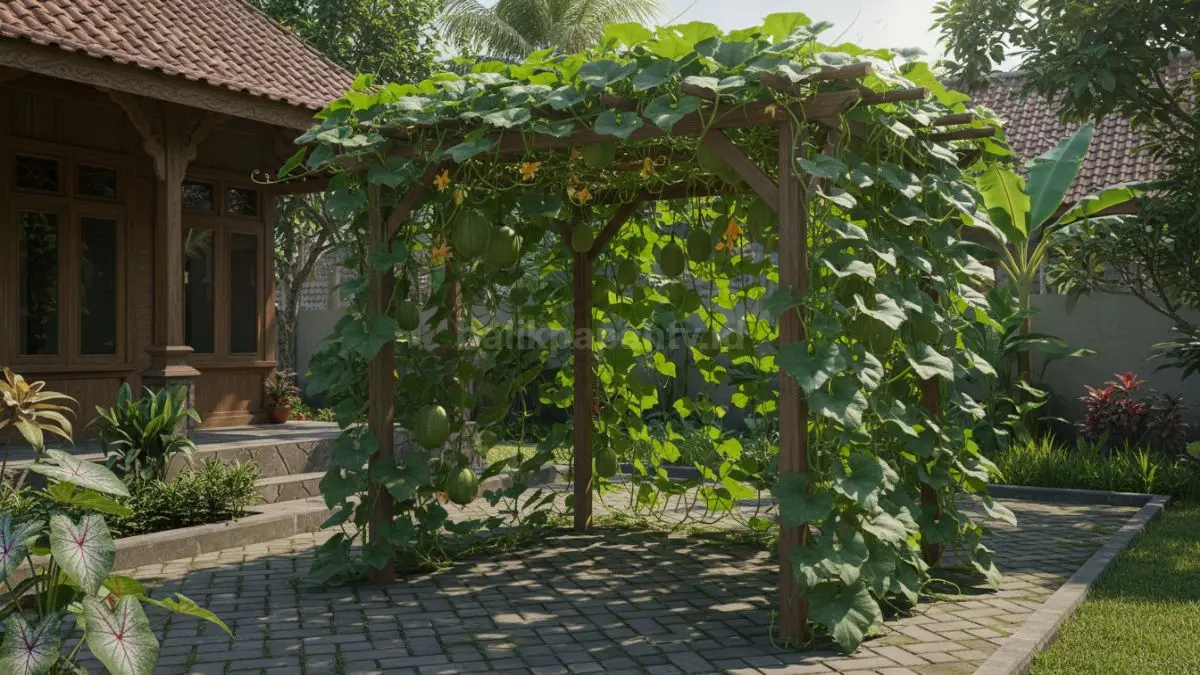 Struktur seperti kanopi kecil dari kayu di halaman, bagian atas dipenuhi tanaman rambat seperti labu, menciptakan area teduh dengan daun lebat