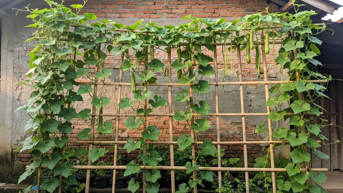 Tampilan kebun sayur rambat di dinding rumah sederhana, tanaman hijau merambat naik ke atas dengan rangka bambu, terlihat rapi dan penuh daun segar