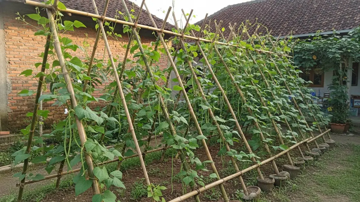 Tampilan rangka bambu disusun membentuk segitiga di halaman rumah, tanaman kacang panjang merambat naik mengikuti batang bambu, terlihat sederhana dan alami