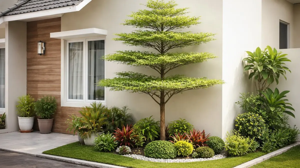 Pohon ketapang kencana di sudut halaman rumah minimalis.
