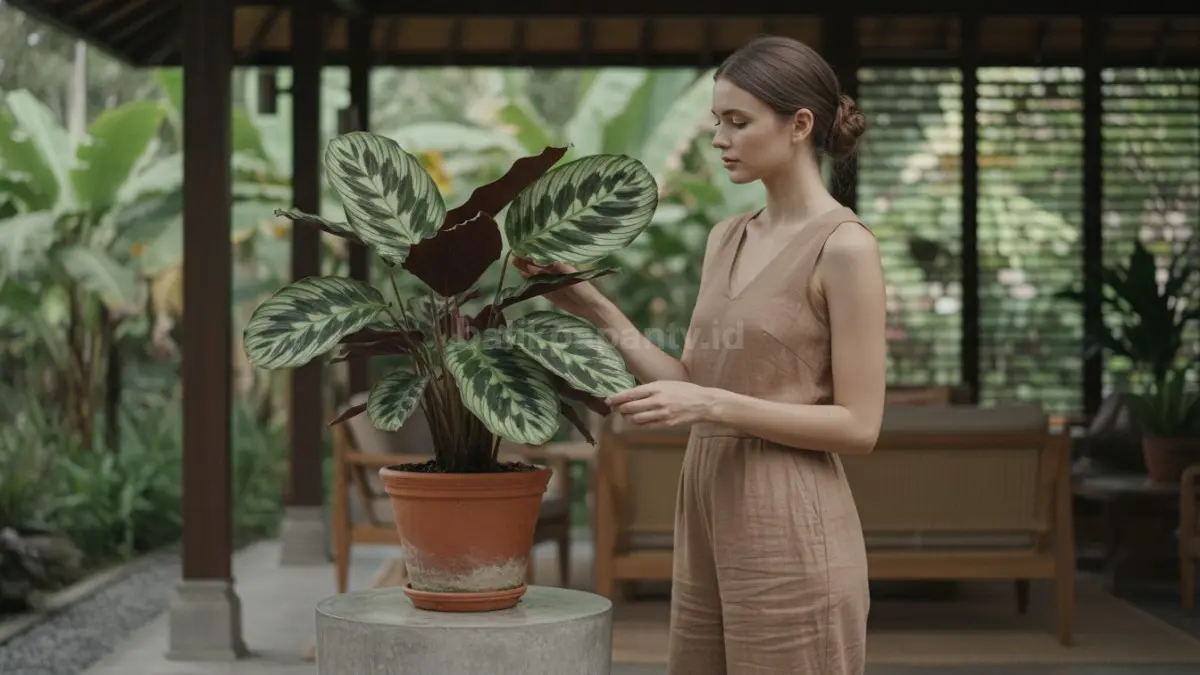 Calathea