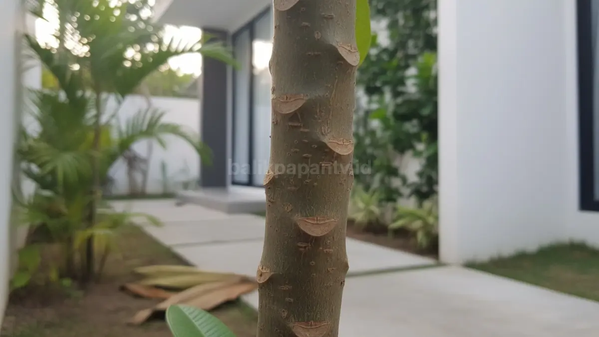  Lentisel pada batang, jalur cadangan yang sering diabaikan
