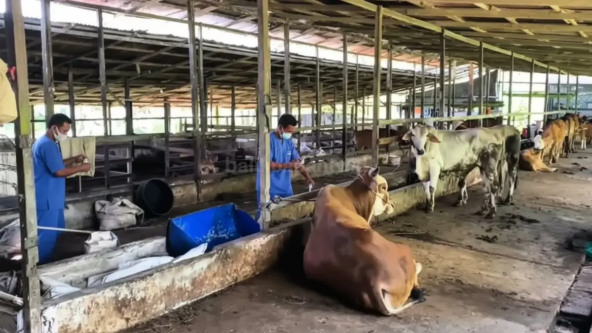 Petugas melakukan vaksinasi sapi Bali di PPU sebagai upaya pencegahan penyakit menular