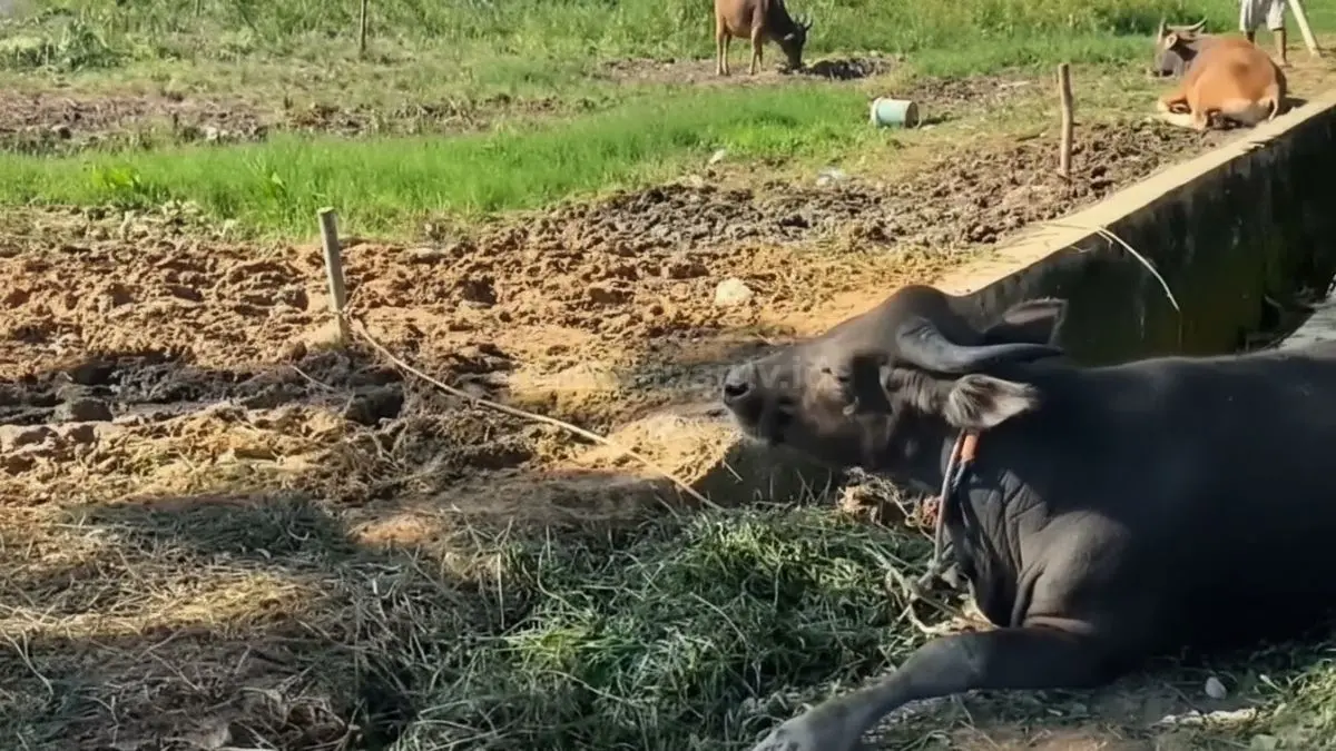 Distribusi sapi ternak untuk kelompok tani di PPU mulai dipersiapkan pemerintah daerah