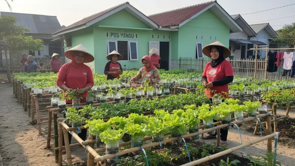 Kebun sayur hidroponik sederhana menggunkan botol bekas