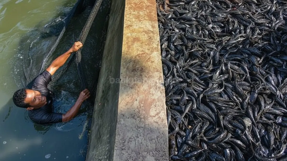 Tumpukan ikan sapu-sapu hasil operasi serentak di perairan Jakarta