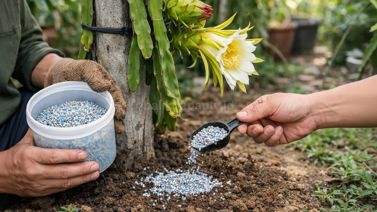 Petani memberikan pupuk tinggi fosfor dan kalium ke pohon buah naga.