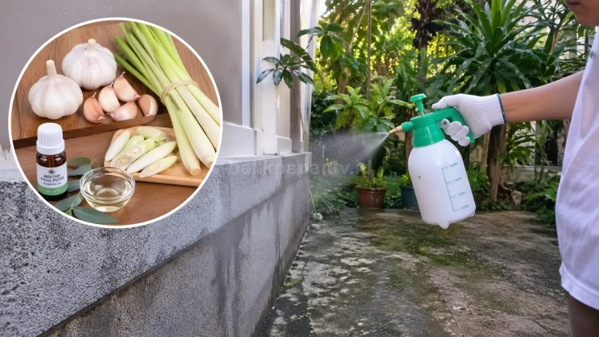 Pria sedang menyemprotkan aroma menyengat alami ke sudut rumah.