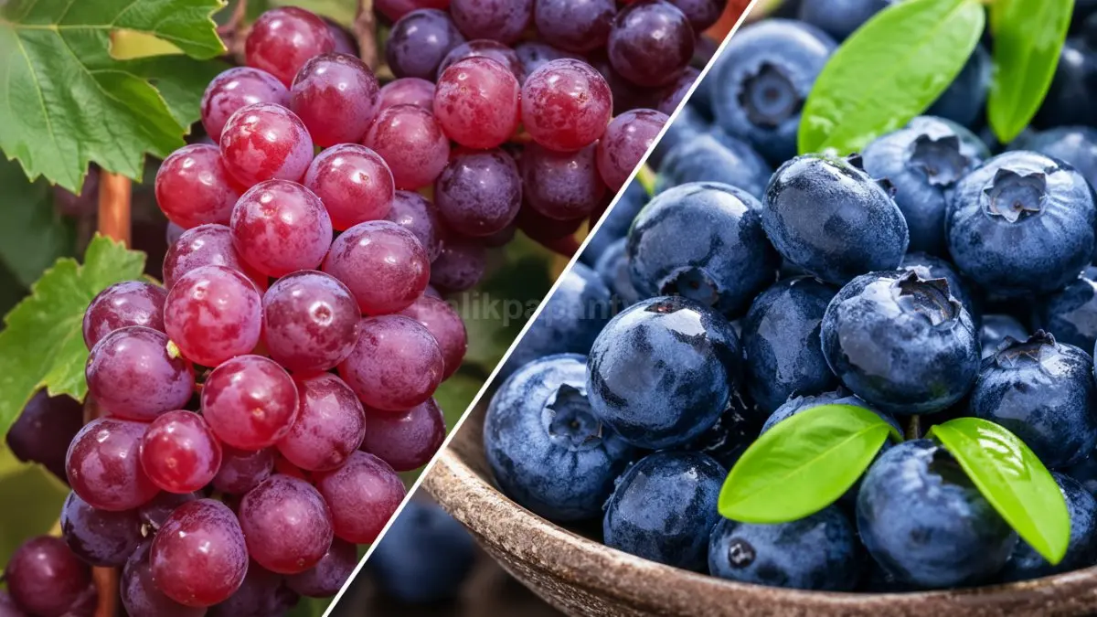 Foto kolase buah anggur dan blueberry.