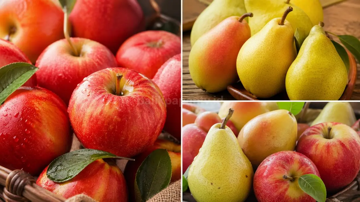 Kolase buah apel dan pir.