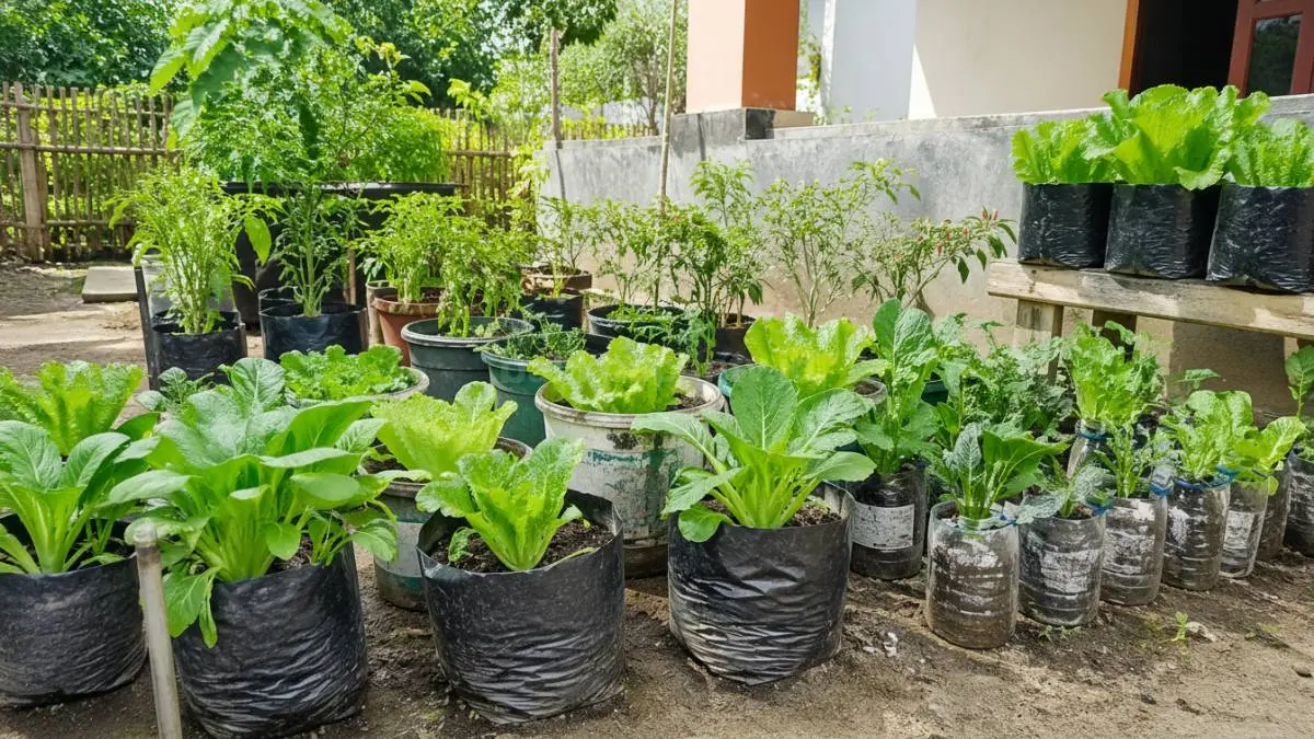 Contoh kebun sayur kecil di halaman rumah dengan pot dan polybag. (BTV/Ai)
