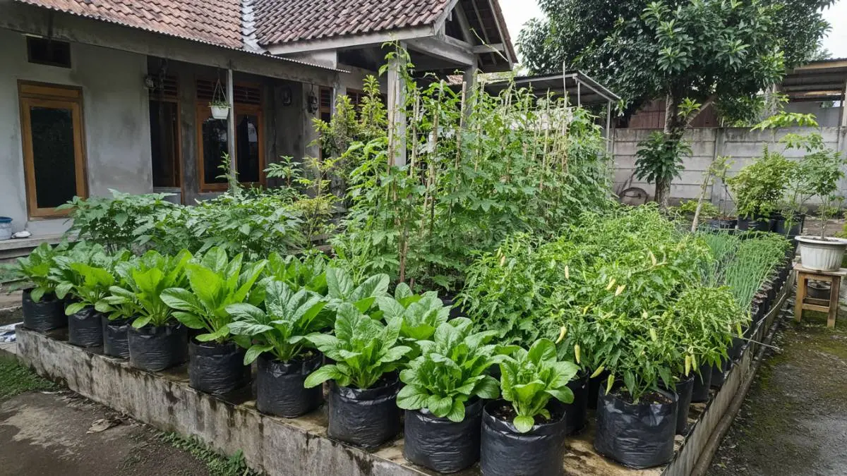 Kebun sayur pekarangan rumah sederhana dengan tanaman hijau segar dan produktif. (BTV/Ai)