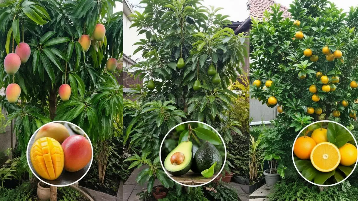 Pohon buah premium. (BTV/Ai)