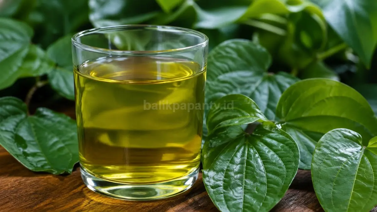 Air rebusan daun sirih dalam gelas bening dengan daun segar sebagai latar alami. (BTV/Ai)