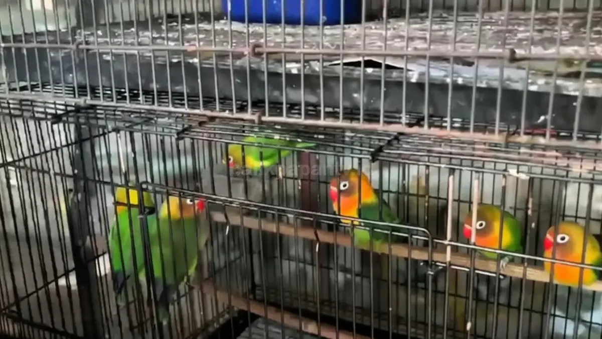 Aktivitas penangkaran burung kicau di kawasan Petung dengan suasana kandang alami