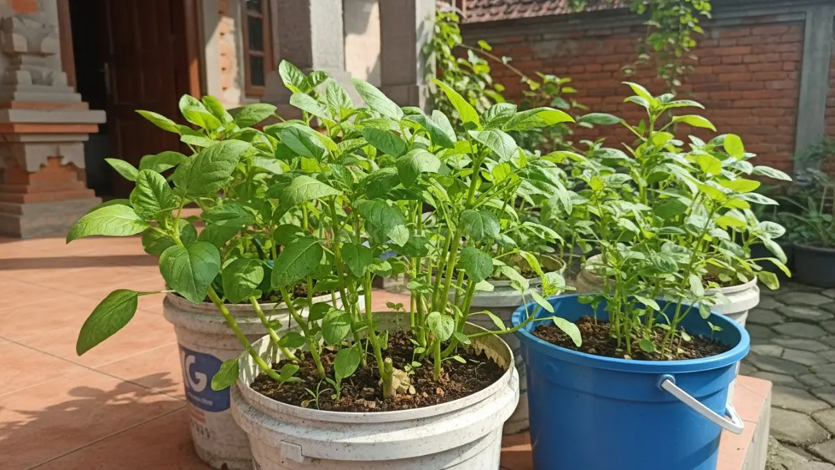 Bayam cepat tumbuh, cocok ditanam di ember plastik, panen bertahap memenuhi kebutuhan dapur harian keluarga.
