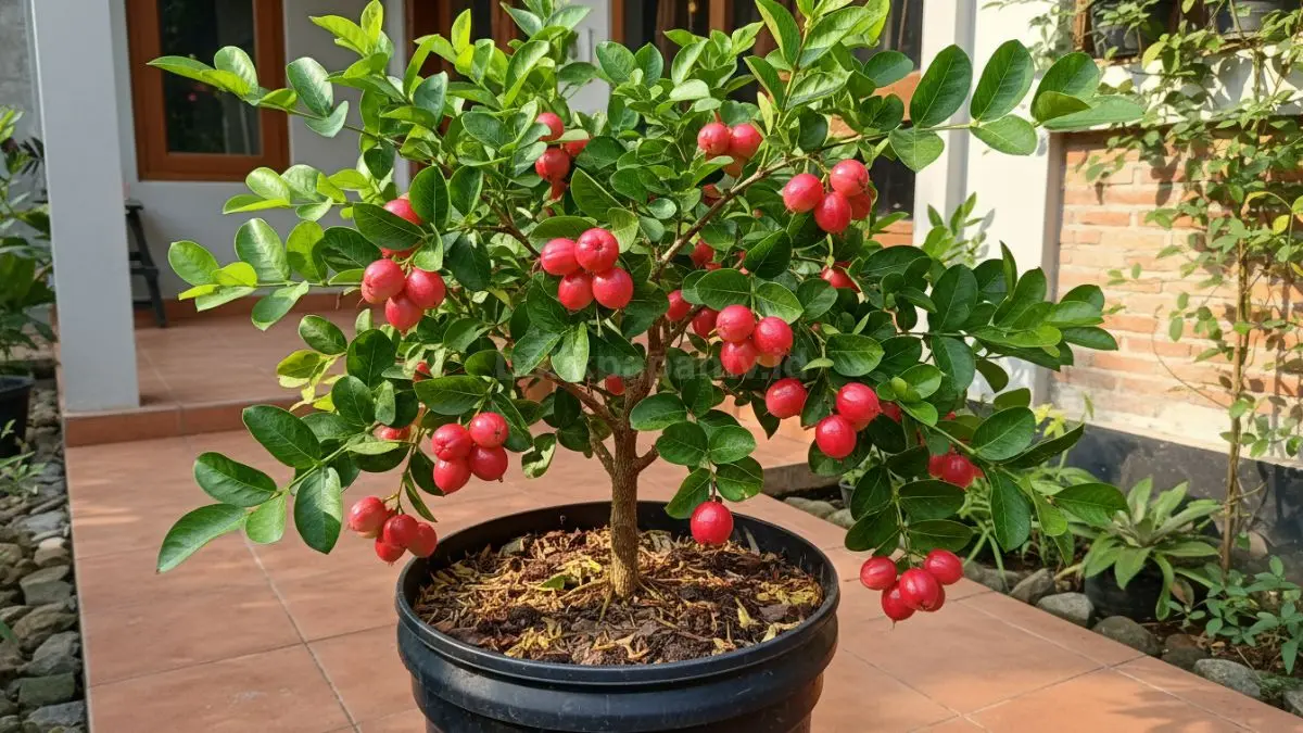 Jambu air mini cocok ditanam dalam ember besar, mudah dirawat, dan produktif berbuah sepanjang musim.
