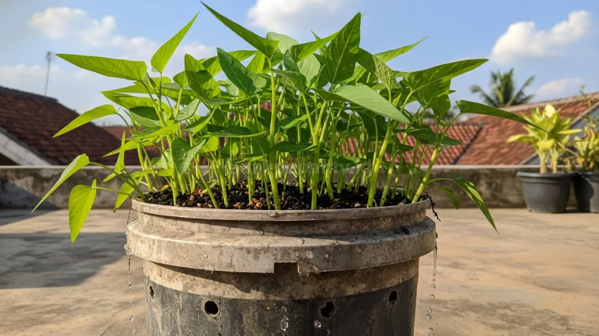 Kangkung tumbuh subur di ember, cepat panen, cocok cuaca panas dan lahan rumah sempit.
