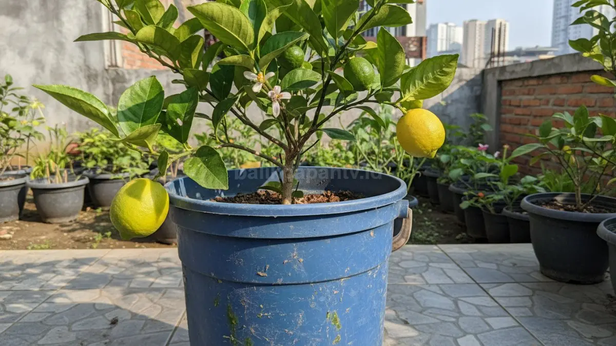 Lemon lokal cocok ditanam ember, mudah dirawat, produktif, dan segar untuk kebutuhan minuman harian.
