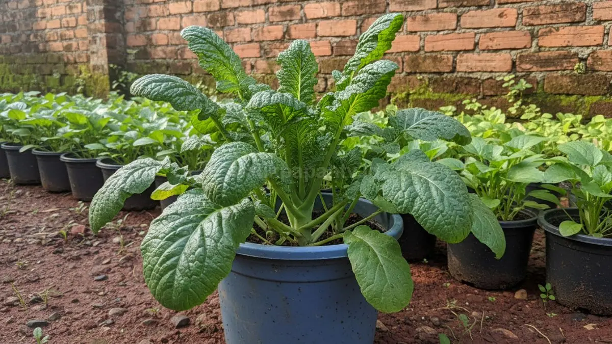 Sawi hijau tumbuh cepat di ember, hemat ruang, mudah dirawat, cocok untuk pemula berkebun rumahan.
