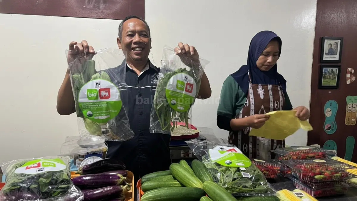 Hasil budidaya sayur organik dalam kemasan siap dipasarkan