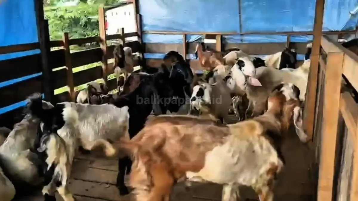 Pedagang kambing kurban di Penajam Paser Utara menyiapkan puluhan stok jelang Iduladha 1447 Hijriah.
